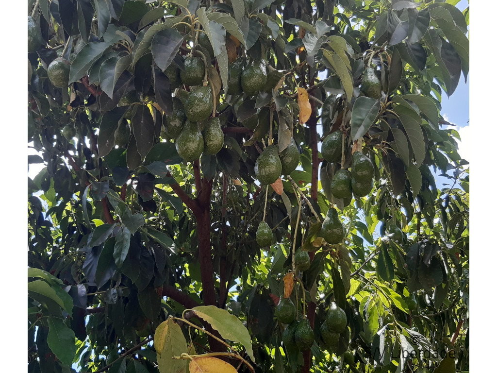 Avocatier des Marquises