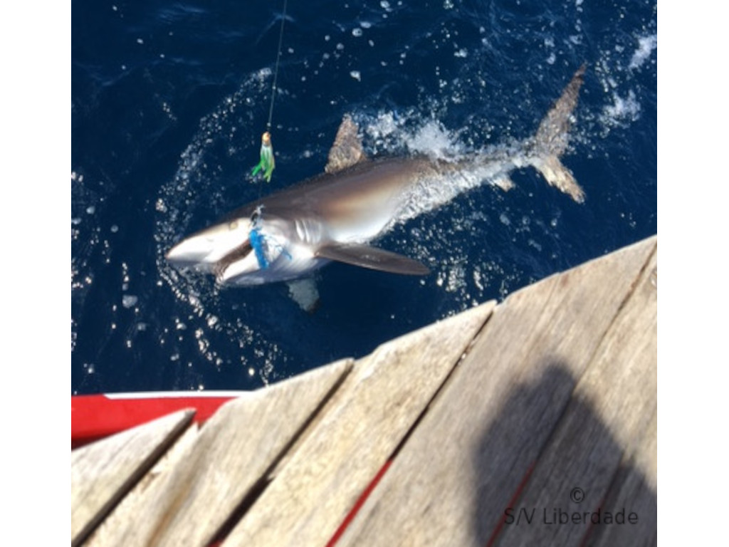 Requin gris