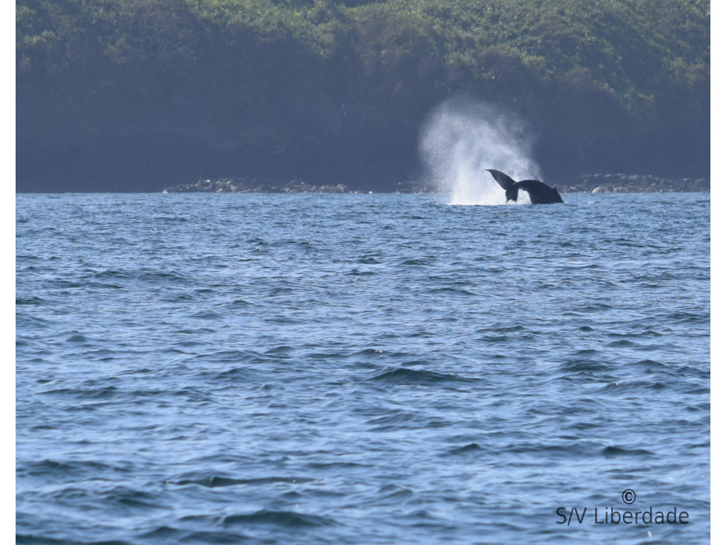 baleine a bosse