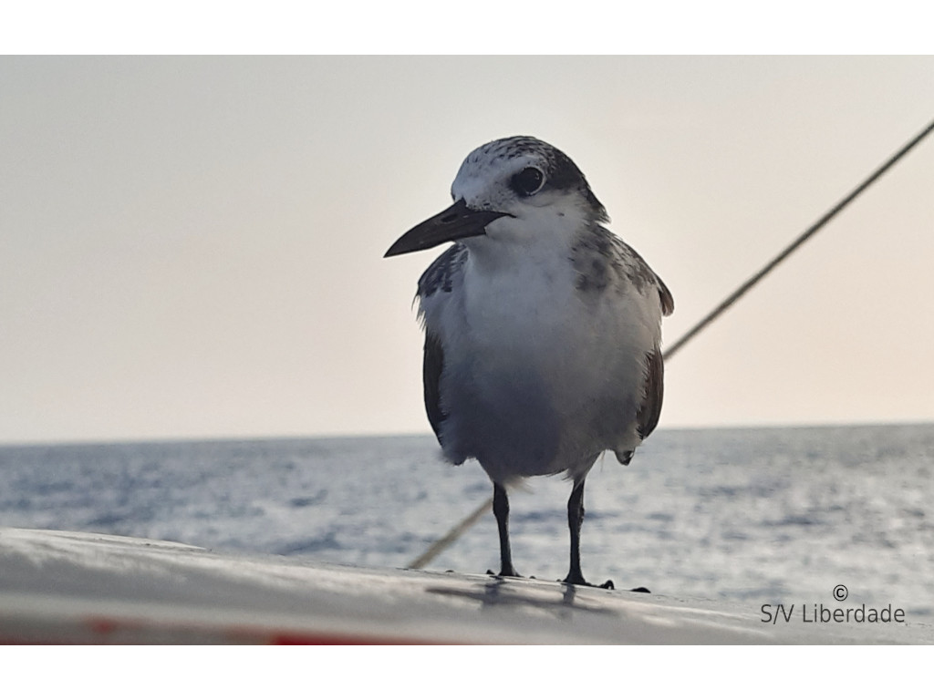 Oiseau de mer