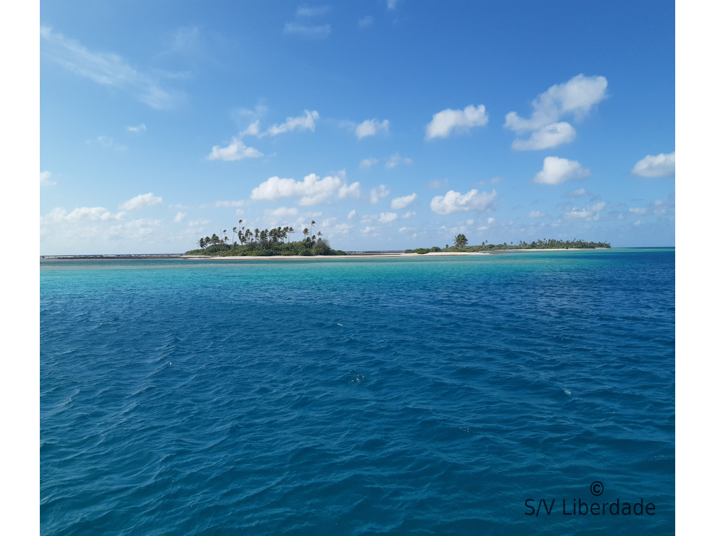 Patate de corail