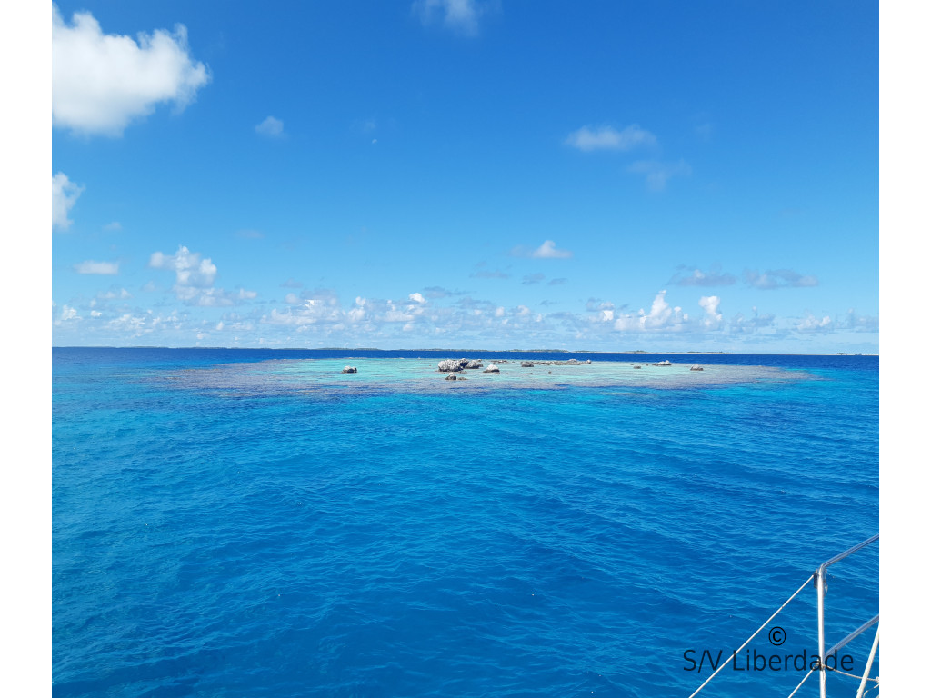 Patate de corail dans le lagon