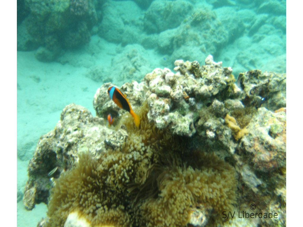 snorkeling