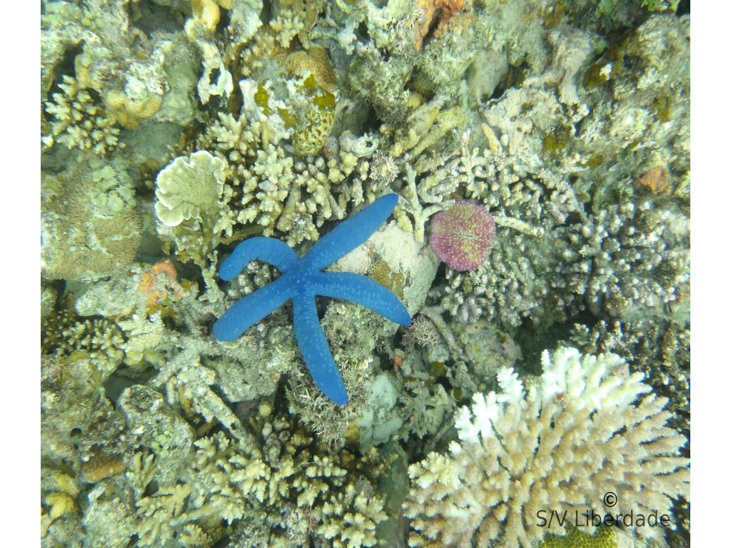 snorkeling