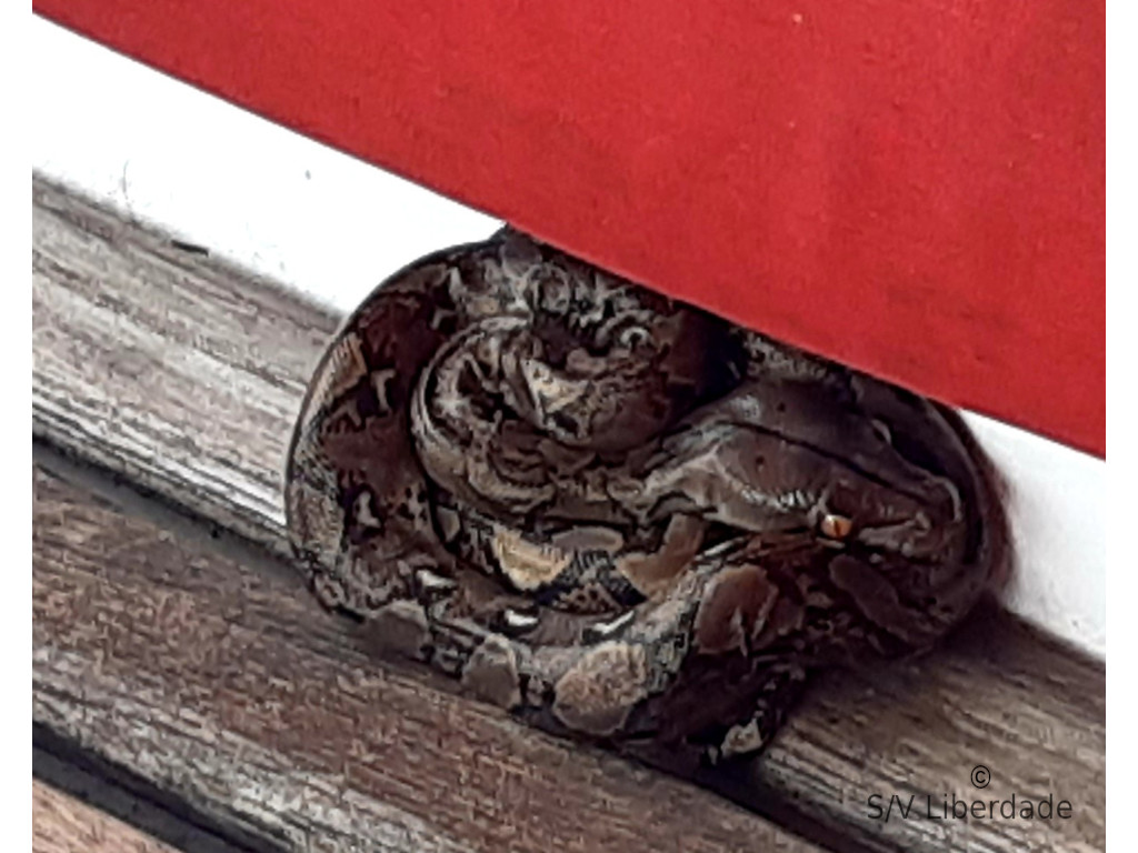 python réticulé