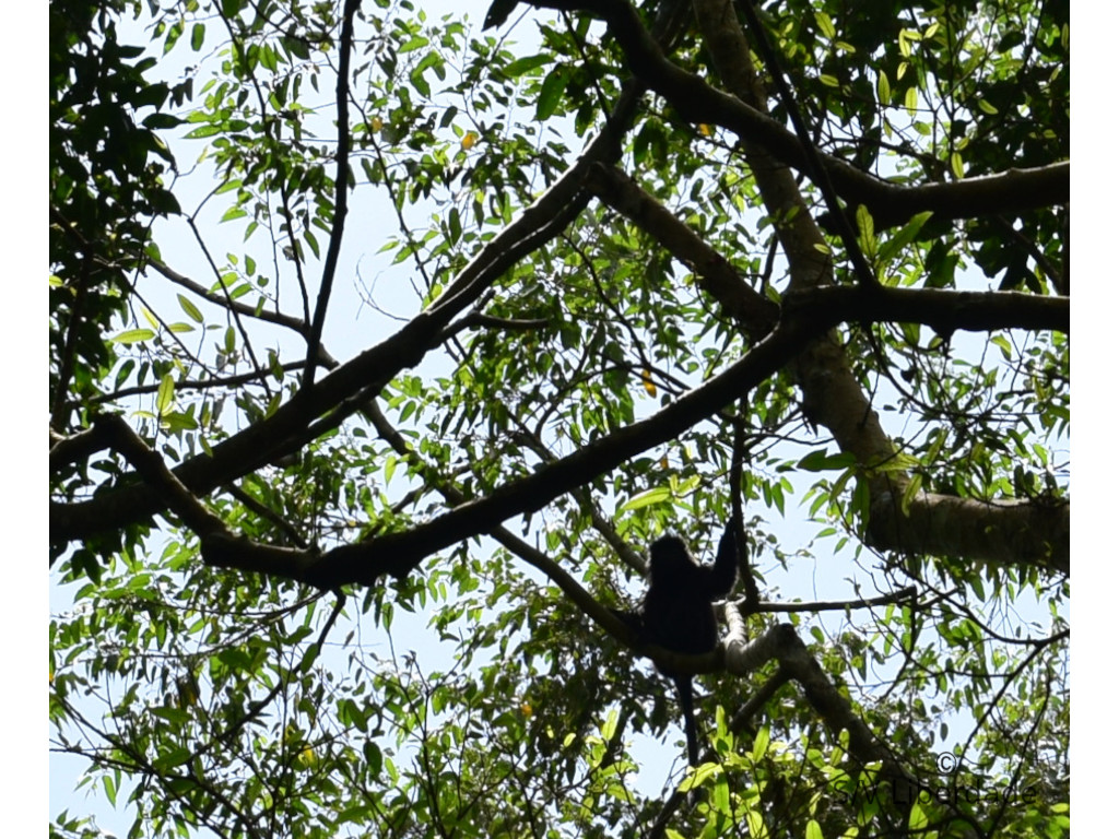 Singes sauvages dans la jungle