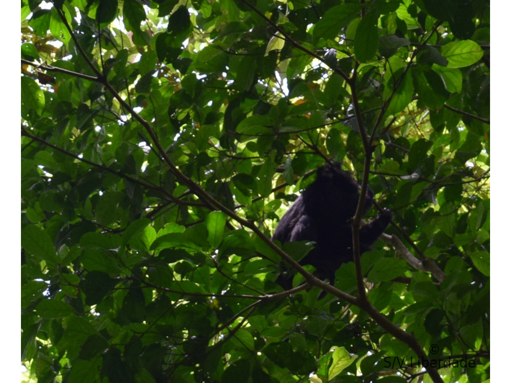 Singes sauvages dans la jungle