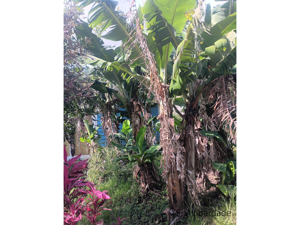 Sargasses Verdure