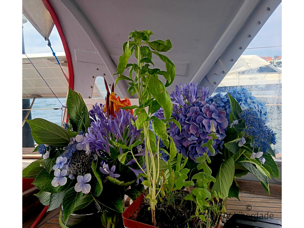 Hortensia Fleurs et Basilic