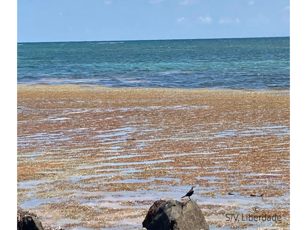 Sargasses Martinique