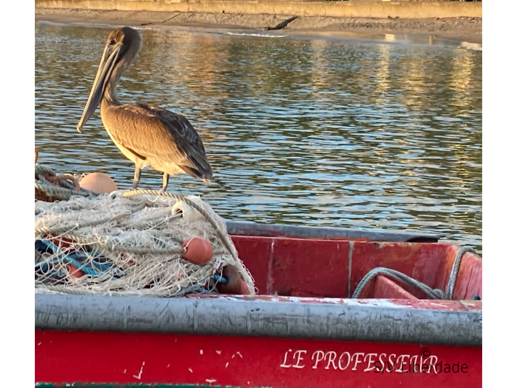 Pélican
