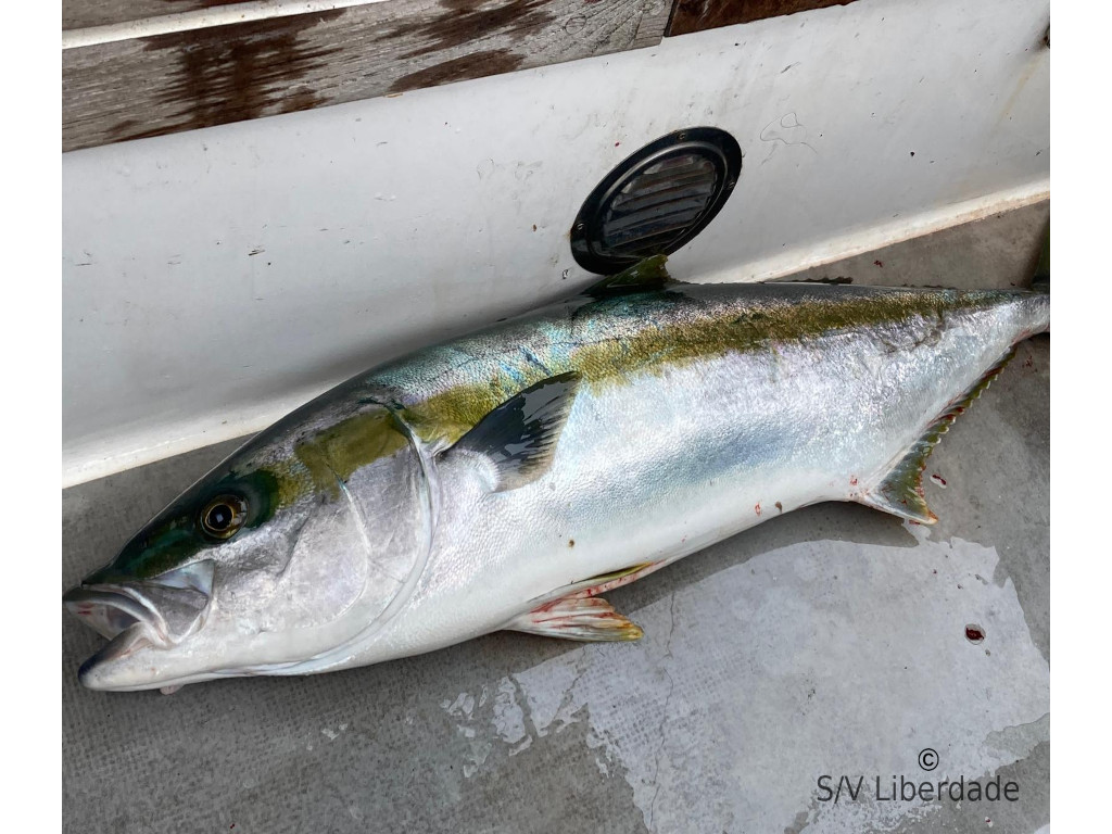 Yellowtail - Sériole