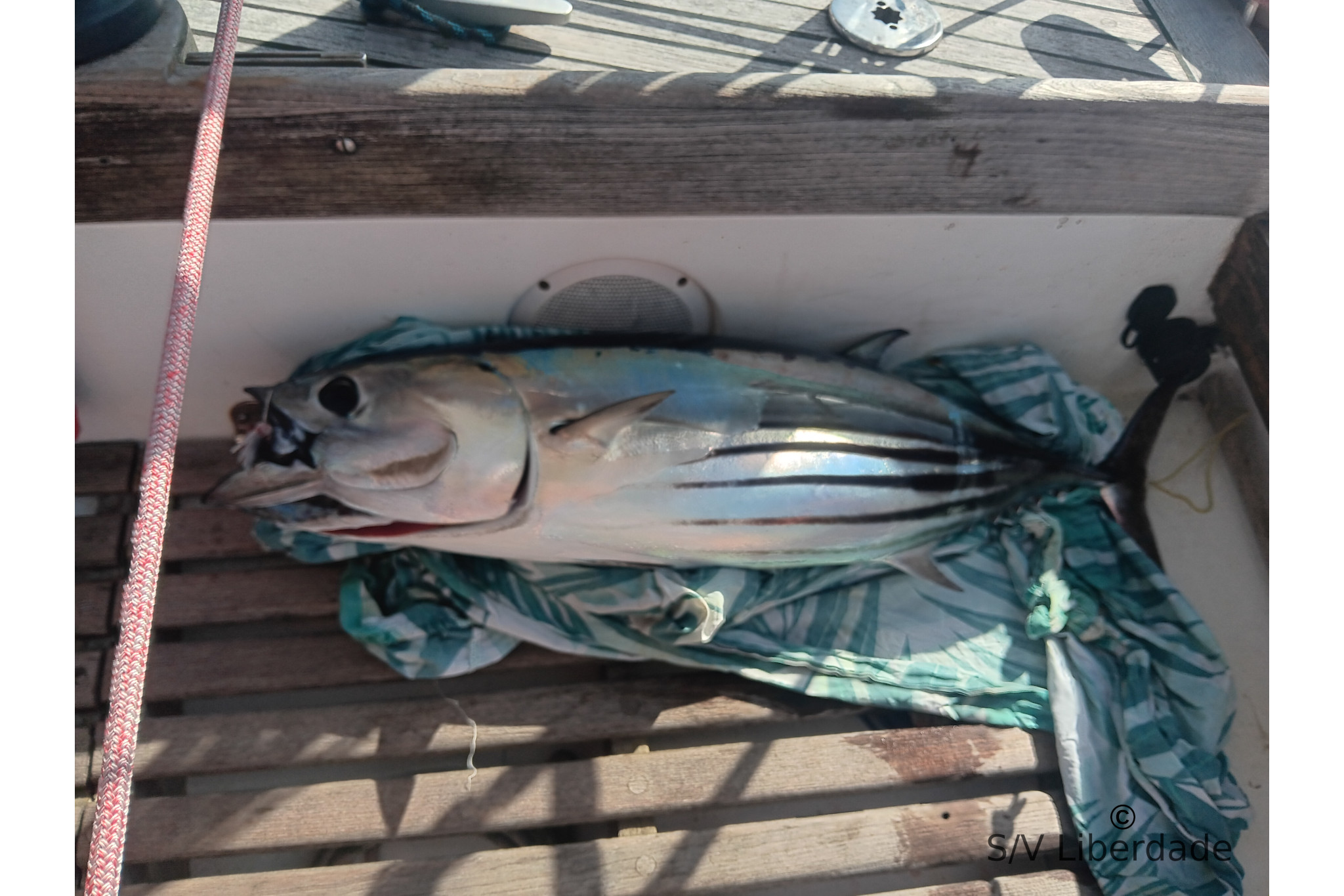 Bonite Skipjack Tuna ou Bonite
