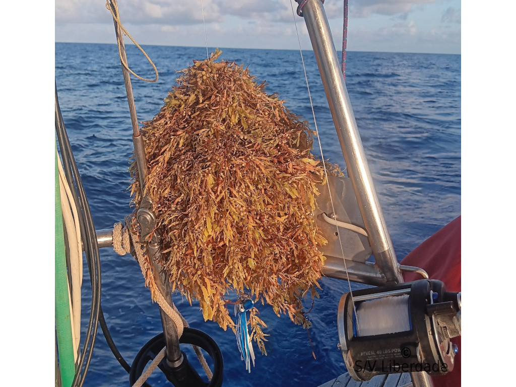 Sargasses Tentative de pêche